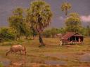 Country farm.